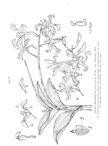 Dendrobium undulatum
