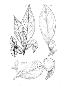 Denhamia viridissima і caryospermum arborescens і siphonodon australis