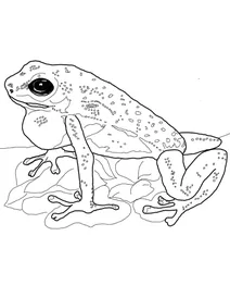 Дереволаз маленький