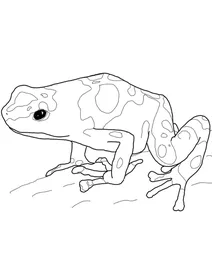 Дереволаз священний