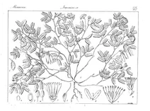 Desmanthus triquetrus