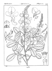 Desmodium rufescens