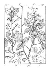 Desmodium strangulatum