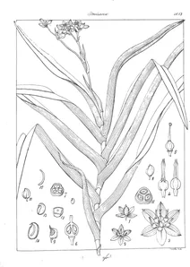 Dianella ensifolia