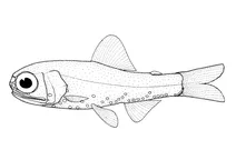 Diaphus holti (маленька світлячкова рибка)