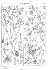 Dichaespermum lanceolatum і dichaespermum juncoides і dichaespermum repens