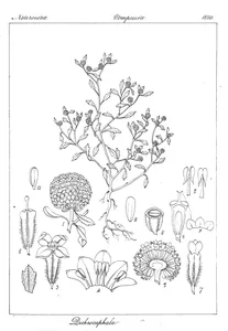 Dichrocaphala schmidii