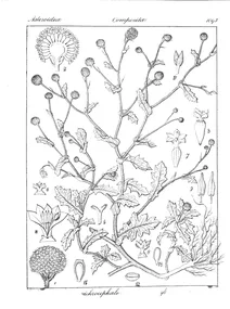 Dichrocephala chrysanthemifolia