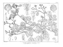 Dichrocephala latifolia