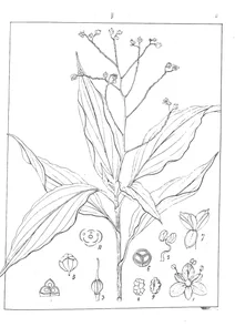 Dichyospermum menlanum