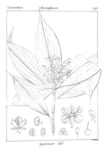 Dichyospermum ovalifolium