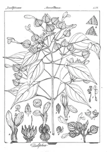 Dicliptera bivalvis