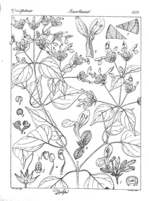 Dicliptera cuneata