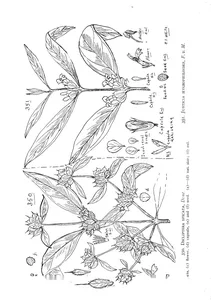 Dicliptera spicata і justicia hygrophiloides