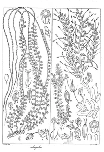 Dicraea elongata і dicraea stylosa