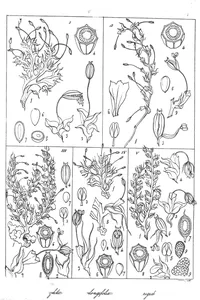 Dicraea wallichii і dicraea dichotoma і dicraea wightii і dicraea longifolia і dicraea rigida