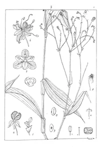 Dictyospermum protensum