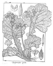 Didymocarpus cyrata
