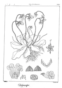 Didymocarpus rottleriana