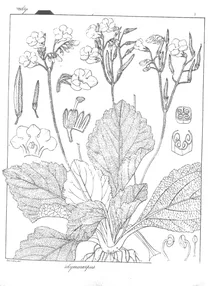 Didymocarpus tomentosa
