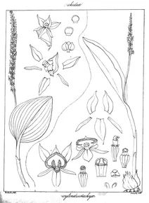 Dienia cylindrostachya