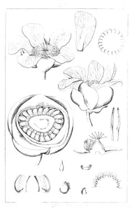 Dillenia speciosa thunb