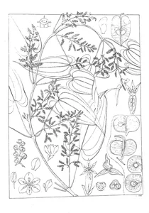 Dioscorea aculeata