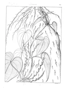Dioscorea alata