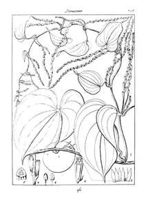 Dioscorea bulbifera