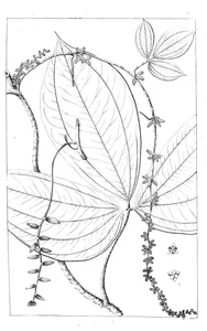 Dioscorea daemona