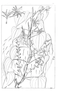 Dioscorea globosa