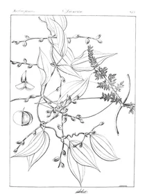 Dioscorea oppositifolia