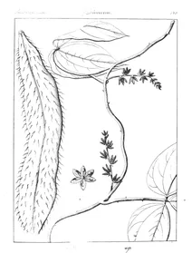 Dioscorea tomentosa