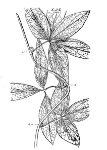 Діоскорея (dioscorea)