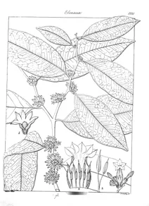 Diospyros candolliana