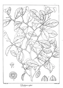 Diospyros capitulata