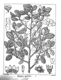 Diospyros capitulata wight