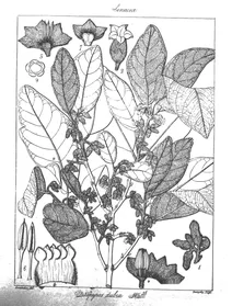 Diospyros dubia