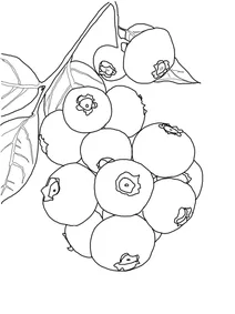 Diospyros glabra