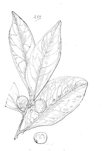 Diospyros hebecarpa