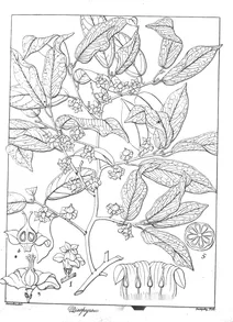 Diospyros montana