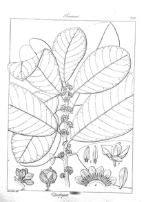 Diospyros obovata
