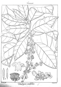 Diospyros ovalifolia