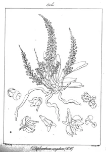 Diplocentrum congestum