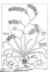 Diplocentrum recurvum