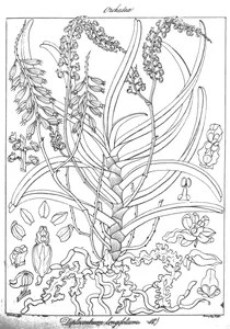 Diplocentrum recurvum як diplocentrum longifolium