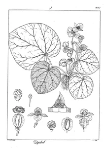 Diploclinium arnottianum