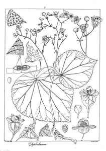 Diploclinium biloculare