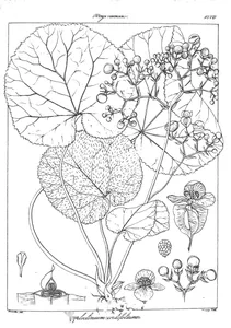 Diploclinium cordifolium