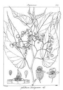 Diploclinium lindleyanum